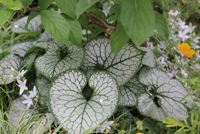  brunnera macrophylla 'Jack Frost' et  campanule des murets à petites fleurs étoilées blanches 'E H Frost'