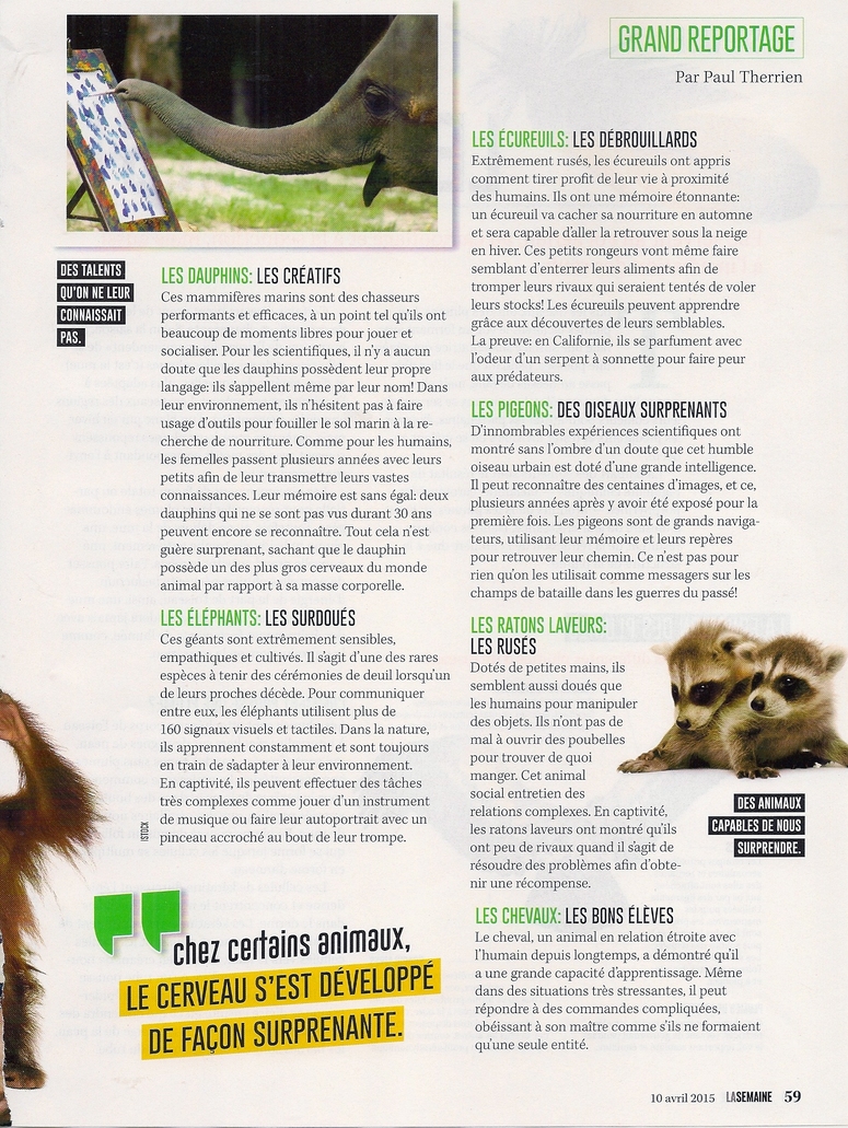 Grand Reportage:  Comprendre l'intelligence animale (2 pages)