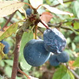 Prunus spinosa  -  prunellier
