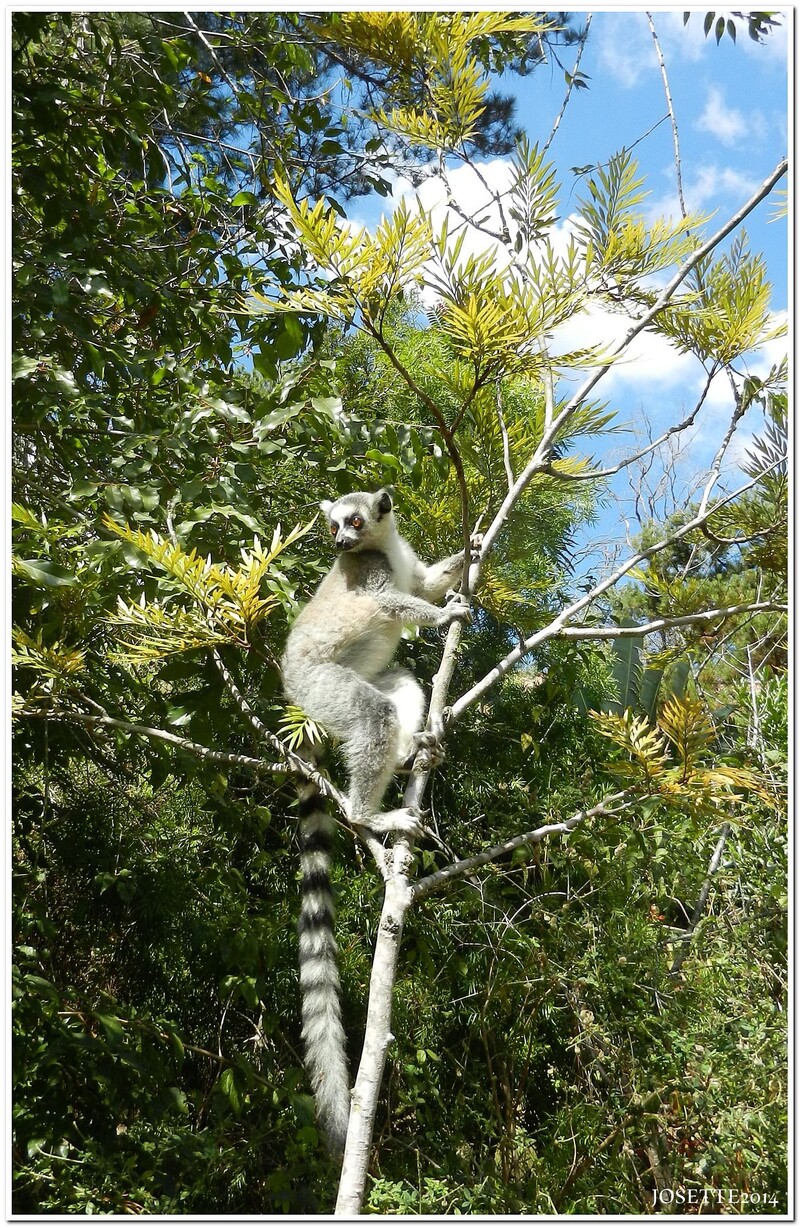 MADAGASCAR  LES  LEMURIENS No 2