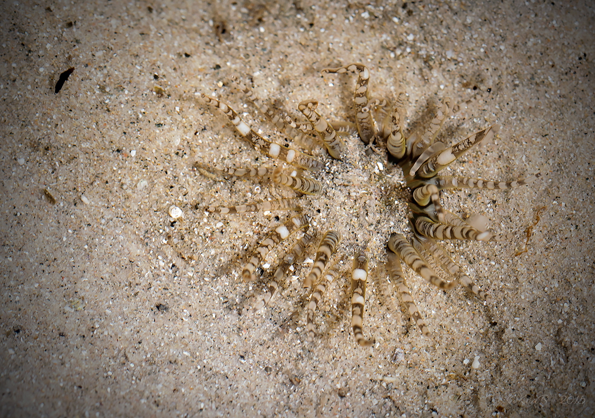 Anémone de mer