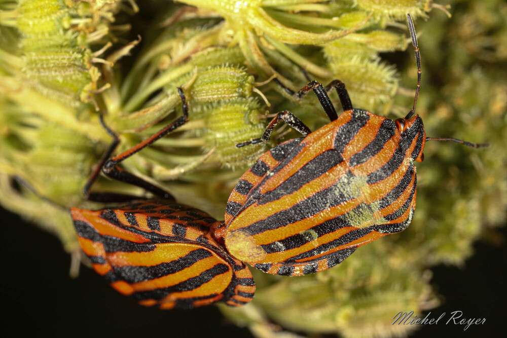 Punaise Arlequin (Graphosoma italicum)