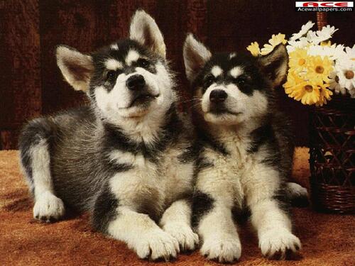 Wallpaper Chiens