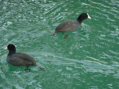       ANNECY,  LA VENISE DES ALPES