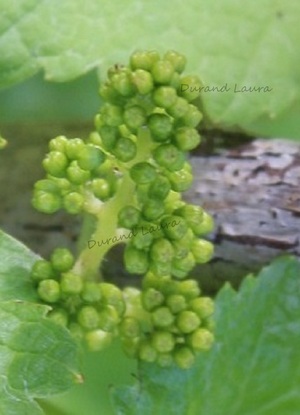 Vigne - Grappe de raisins en formation - Début Juin