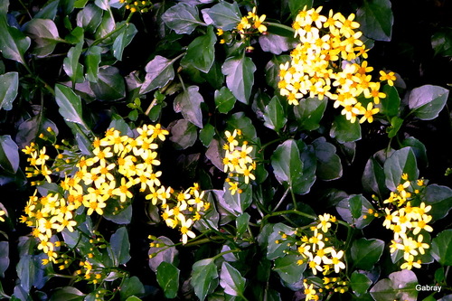 Mes petites fleurs jaunes