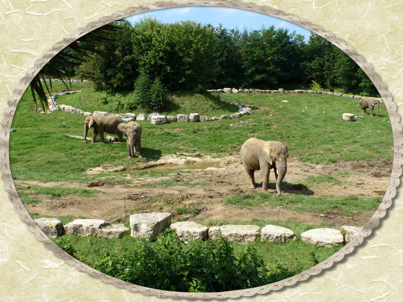 41110 Saint Aignan sur Cher Zoo de Beauval