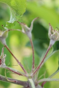 Pommier - Fin de Floraison