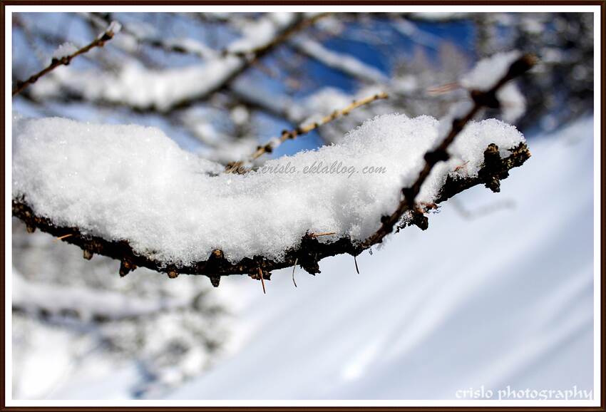 la chenille