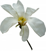 Tubes Fleurs - Divers