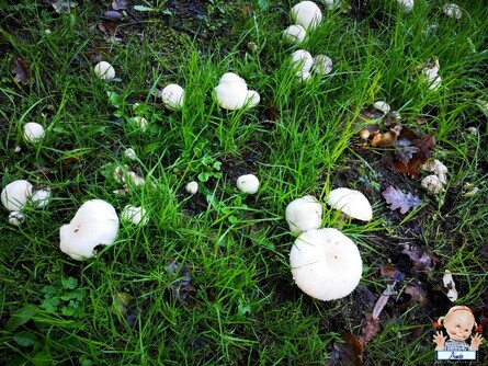 Champignons et fleurs