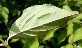 Cornus mas - cornouiller mâle