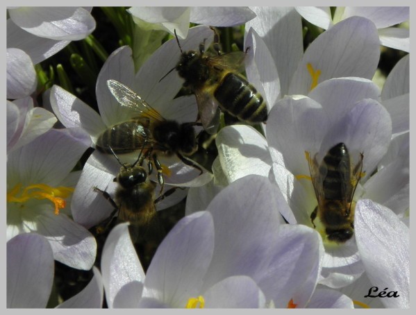 abeilles 4 sur crocus