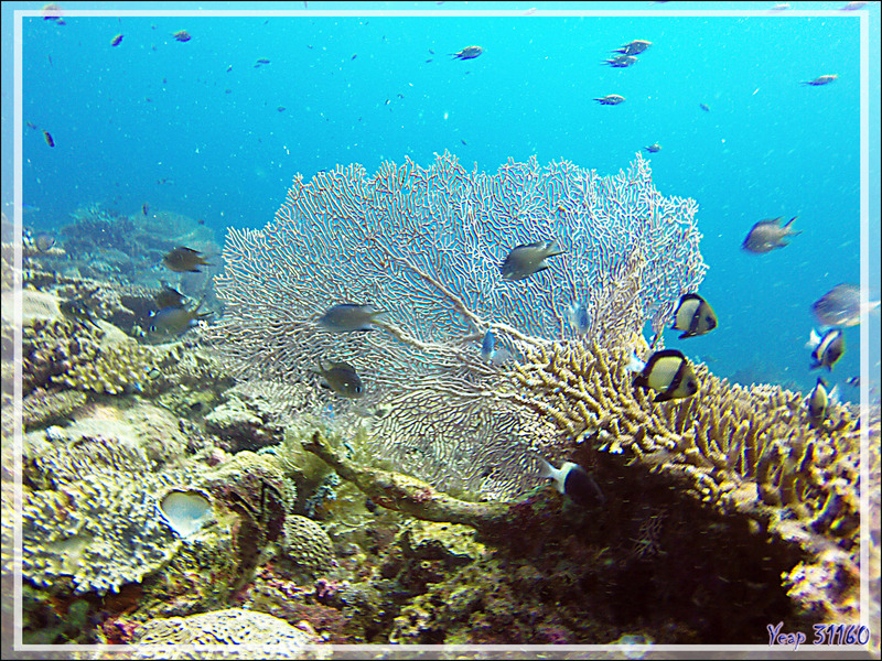 Gorgone géante de la mer Rouge ou éventail ou d'Hickson, Red sea giant seafan, Hickson's giant seafan (Annella mollis) - Nosy Mitsio - Madagascar