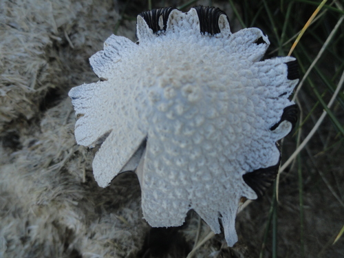 fungi / mycètes