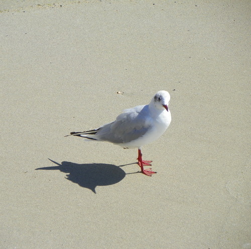 Belles rencontres à Quiberon