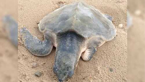 Une tortue rare apparaît à plus de 6 400 km de son habitat naturel