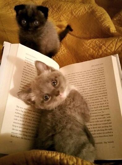 13 - Des chats, des livres, c'est beau...