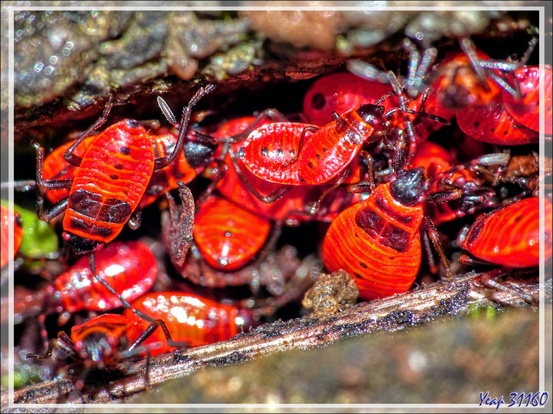 Larves de la punaise Gendarme, Pyrrhocore, Punaise de feu, Red firebug, Red soldier bug (Pyrrhocoris apterus) - Lartigau - Milhas - 31