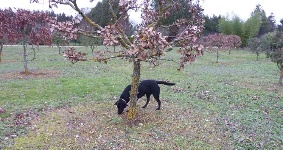 Ninya : recherche de truffes du 8 Février.