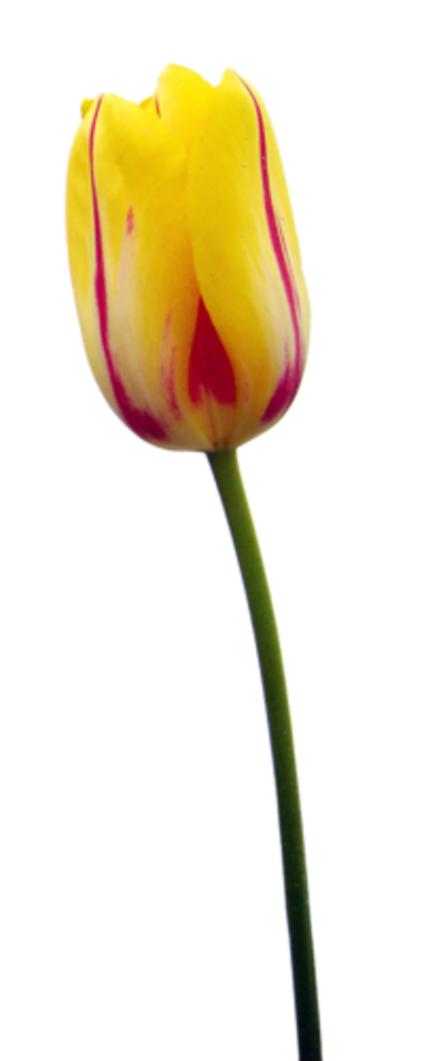 Fleurs tulipes