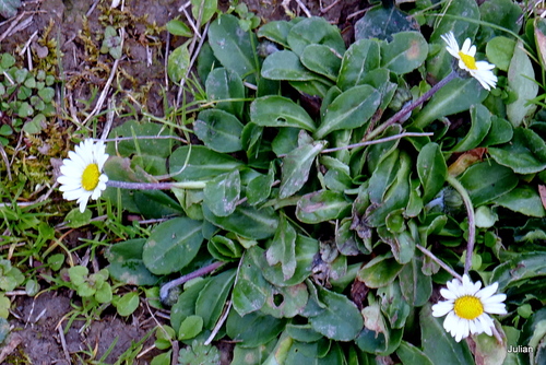 Petites fleurs blanches