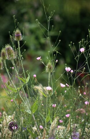 Des compagnes pour mes roses : Althaea cannabina