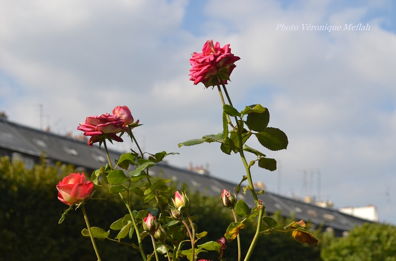 Les roses du Jardin du Palais-Royal