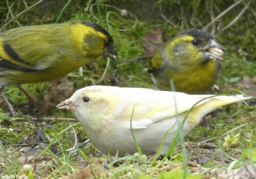 Nouvelles    animalières