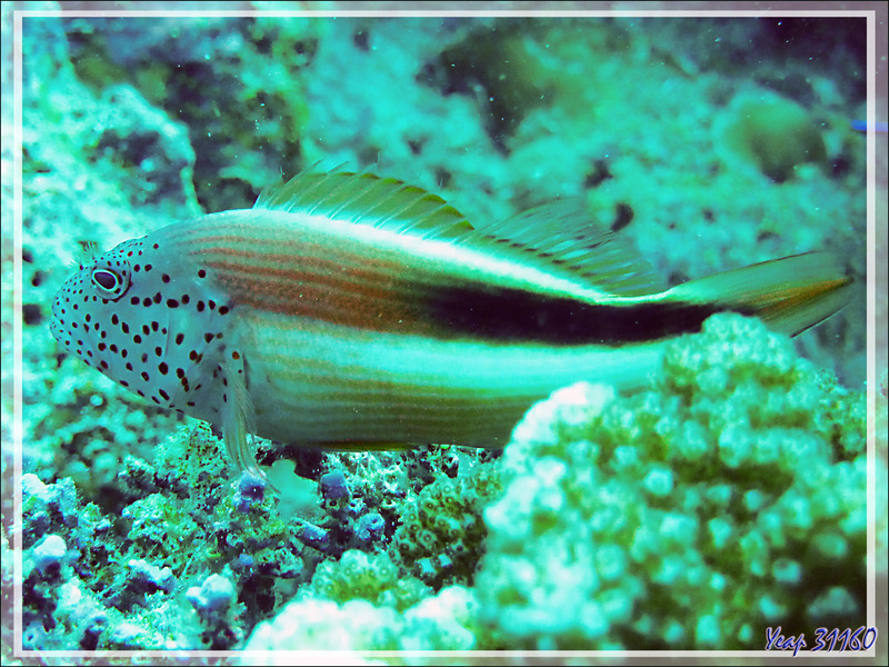 Poisson-faucon de Forster ou à taches de rousseur, Épervier à bande noire ou à tête ponctuée, Forster's hawkfish, Blackside hawkfish (Paracirrhites forsteri) - Moofushi - Atoll d'Ari - Maldives