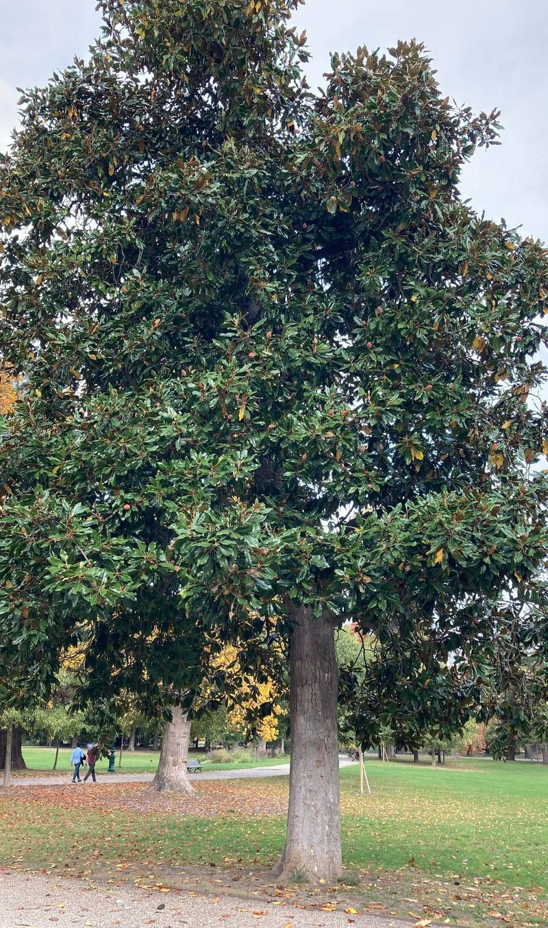 Jardin botanique Bordeaux.