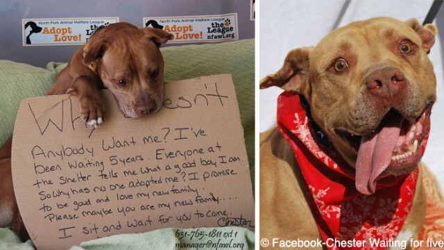 Après 5 ans passés dans un refuge un Pit Bull est adopté grâce à un message bouleversant sur Facebook