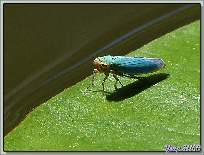 Cicadelle verte, ici le mâle qui, en fait, est bleu (Cicadella viridis) - Lartigau - Milhas - 31