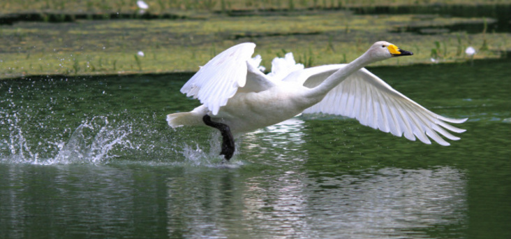 RÃ©sultat de recherche d'images pour "image le cygne chanteur"