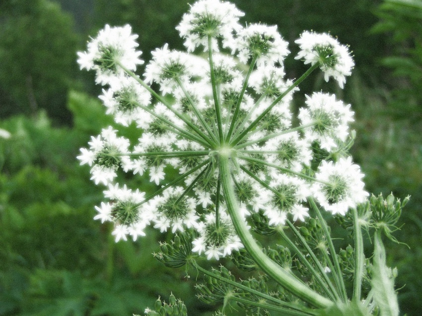 lumiere et verdure