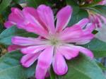Identification par les fleurs !