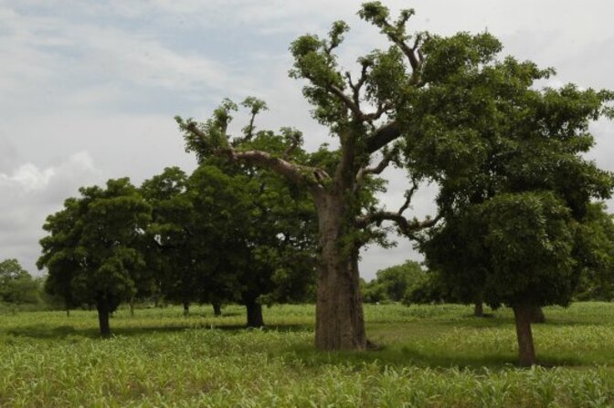 Baobab au Bénin. | CNRS Images