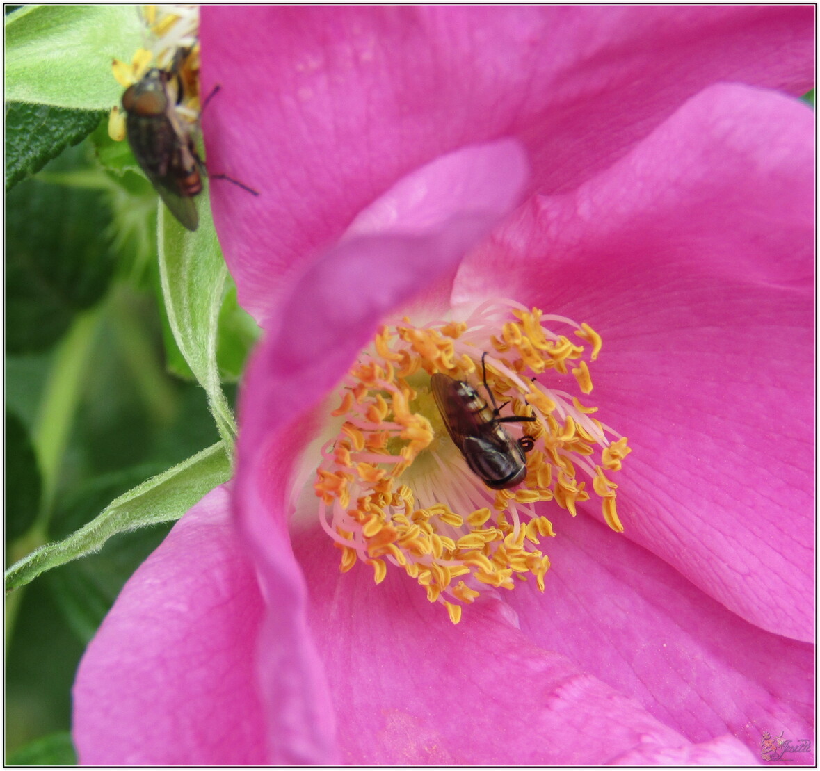 MOI  JE   RESTE  AU  JARDIN