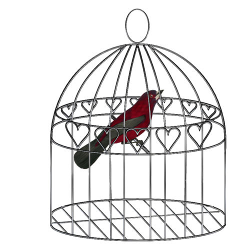 Cages à Oiseaux Série 4