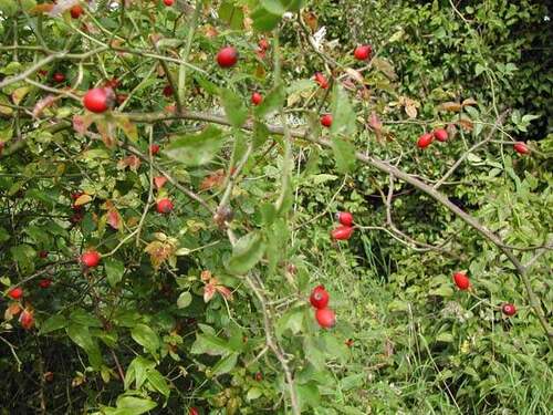 Vertus médicinales des plantes sauvages : Eglantier