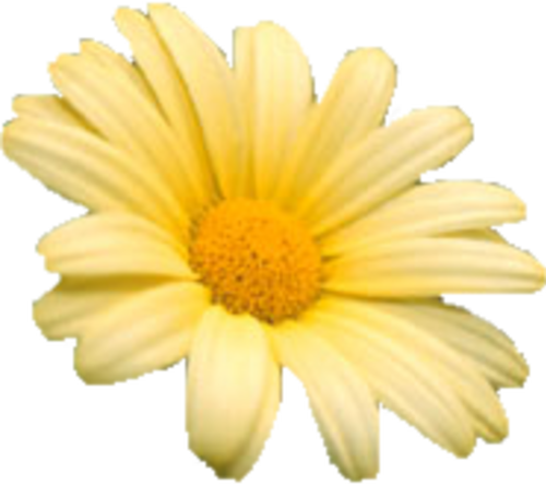 Fleurs ,marguerite,gerbéra