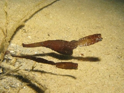 Poisson Fantôme