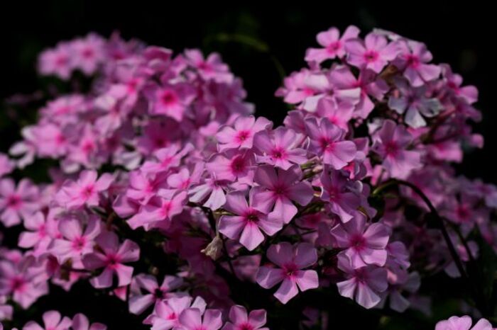 Le temps des phlox