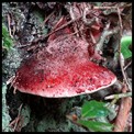 CHAMPIGNONS   Miniatures.