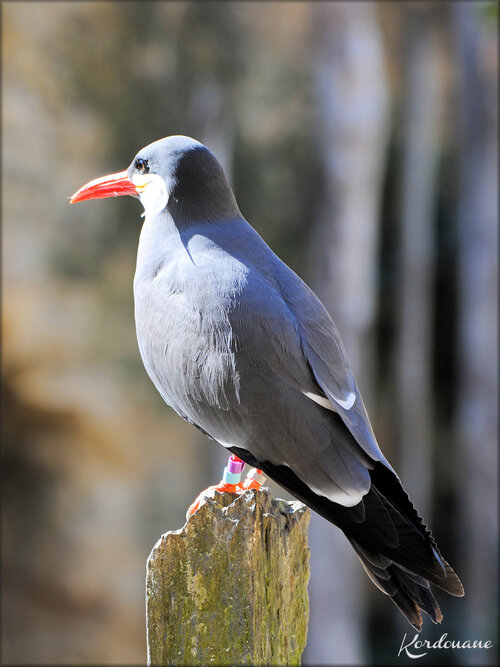 Sterne Inca (Zoo de Doué la Fontaine)