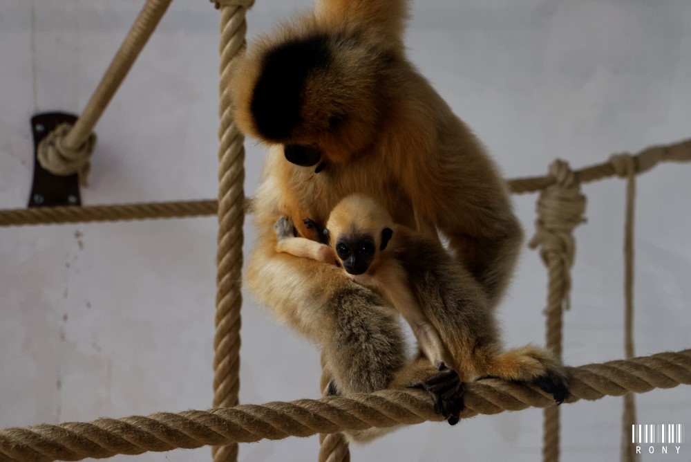 Gibbon à joues jaunes