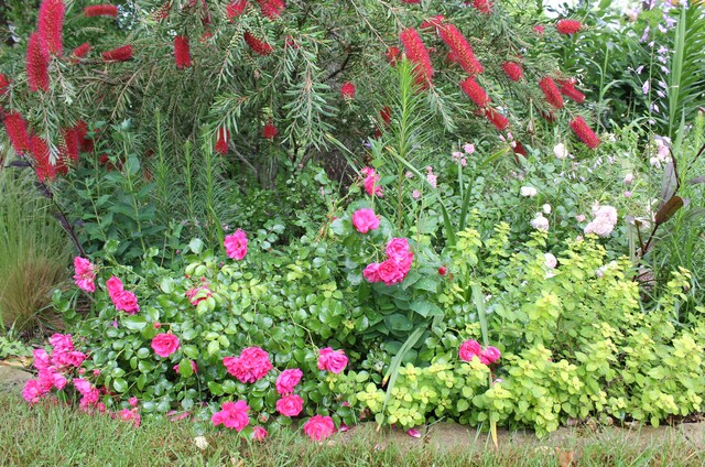 Autour du callistemon