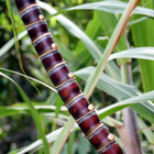 Un vrai sucre ! Une plante aux mille vertus ! Photo : Caro