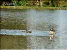 Canard colvert