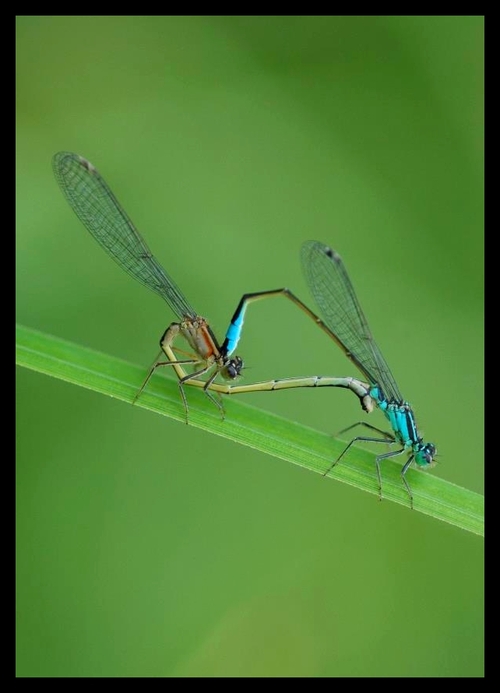 Ma vision du jardin ...